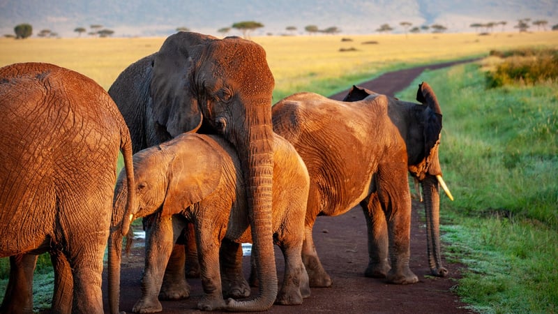 Elephant in Maasai Mara National Reserve, Kenya