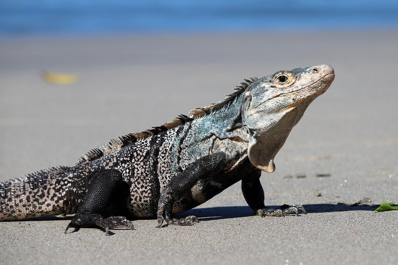 Iguana in Amazon Rainforest, Brazil