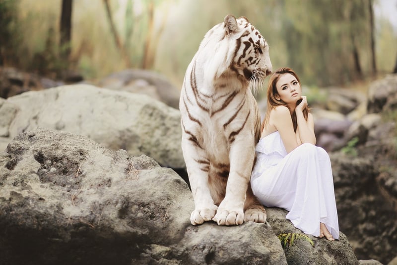 Tiger in Ranthambore National Park, India